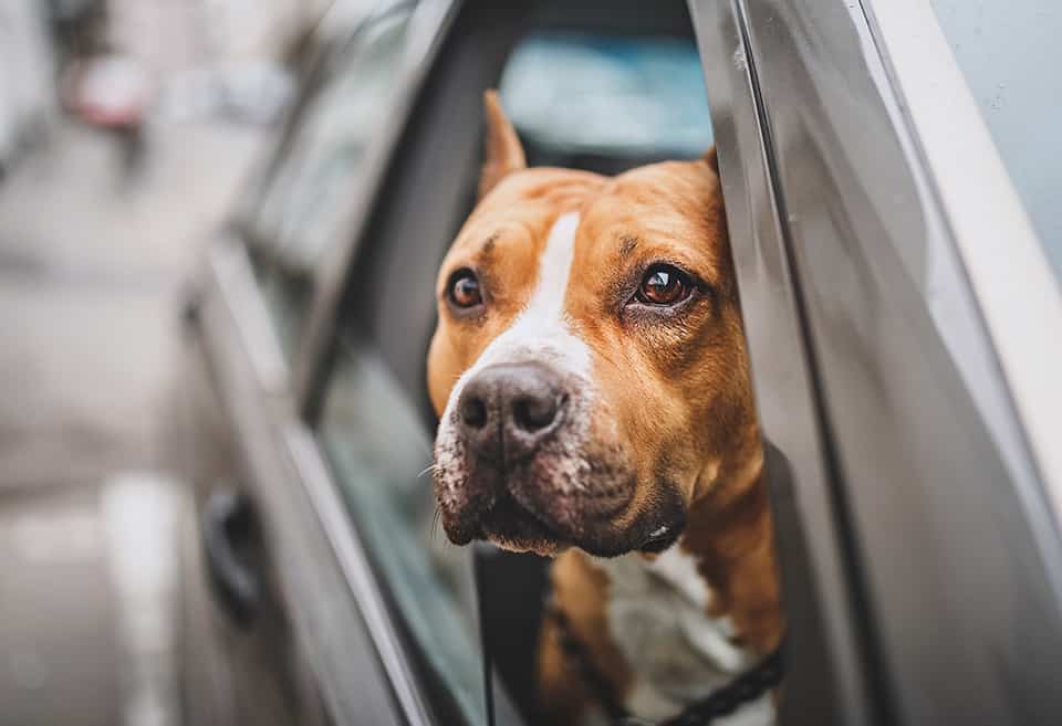 Dog looking outside car window