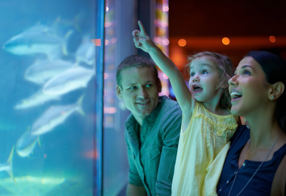 Child pointing at fish in an aquarium, showing their parents