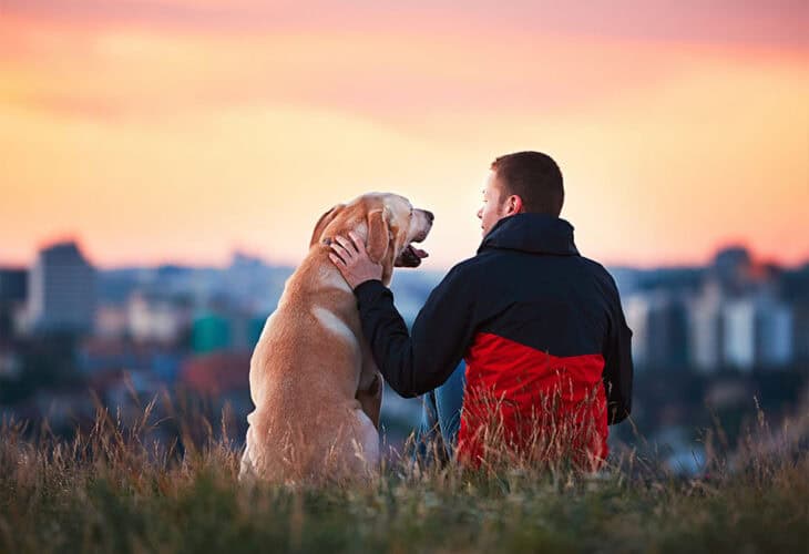 Dog and human outside looking at sunset